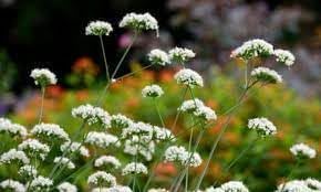Valeriana blume samen for anpflanzung seasonal bloomer heirloom & gmo free samen for home garten 
 
 sale for anpflanzung in home garten