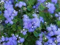 Heirloom ageratum blume samen for anpflanzung perfect for borders heirloom & gmo free samen for home garten 
 
 sale for anpflanzung in home garten