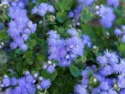 Heirloom ageratum blume samen for anpflanzung perfect for borders heirloom & gmo free samen for home garten 
 
 sale for anpflanzung in home garten