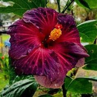 Lila maroon hibiscus blume samen for anpflanzung - colorful display, heirloom & gmo free samen for home garten
 
 sale samen for anpflanzung in home garten