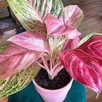 Rosa aglaonema blume samen for anpflanzung - easy to grow, heirloom & gmo free samen for home garten
 
 sale samen for home garten