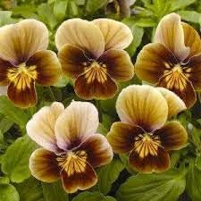 Pansies blume samen for anpflanzung easy to grow heirloom & gmo free samen for home garten 
 
 sale for anpflanzung in home garten