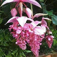 Medinilla rosa blume samen for anpflanzung - cottage garten essential, heirloom & gmo free samen for home garten
 
 sale samen for home garten