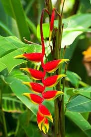 Heliconia wagneriana blume samen for anpflanzung - cut blume favorite, heirloom & gmo free samen for home garten
 
 sale samen for home garten