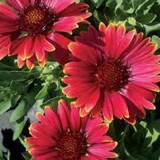 Heirloom gaillardia aristata blume samen for anpflanzung bright blooms heirloom & gmo free samen for home garten 
 
 sale for anpflanzung in home garten