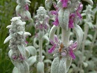 Lamb's ear blume samen for anpflanzung - compact growth, heirloom & gmo free samen for home garten
 
 sale samen for anpflanzung in home garten