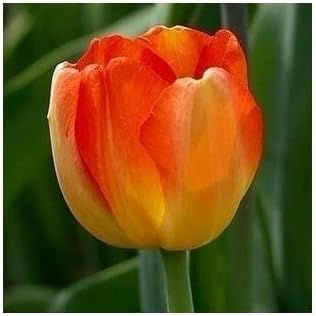 Tulpe Blumensamen zur Aussaat Drought verträglich Traditionssorte & ohne Gentechnik Samen Hausgarten