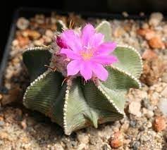 Heirloom aztekium blume samen for anpflanzung garten favorite heirloom & gmo free samen for home garten 
 
 sale for anpflanzung in home garten