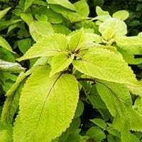 Grün (grün gelb) samen for anpflanzung in home garten