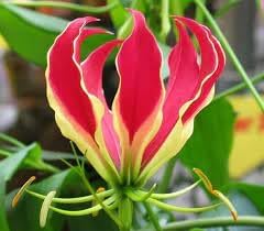 Flamme lilien blume samen for anpflanzung - compact growth, heirloom & gmo free samen for home garten
 
 sale for anpflanzung in home garten.