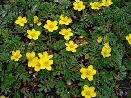 Tormentil blume samen for anpflanzung - fragrant blossoms, heirloom & gmo free samen for home garten
 
 sale for anpflanzung in home garten.