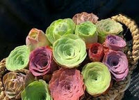 Greenovia blume samen for anpflanzung - premium quality, heirloom & gmo free samen for home garten
 
 sale samen for home garten