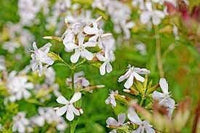 Saponaria blume samen for anpflanzung - bright blooms, heirloom & gmo free samen for home garten
 
 sale for anpflanzung in home garten.