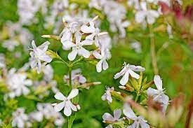 Saponaria blume samen for anpflanzung - bright blooms, heirloom & gmo free samen for home garten
 
 sale for anpflanzung in home garten.