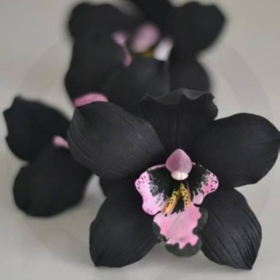 Schwarz Duck Orchidee Samen DIY Native Schwarz Coral Pea Samen