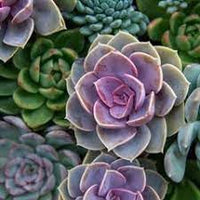 Rainbow succulent blume samen for anpflanzung fragrant blossoms heirloom & gmo free samen for home garten 
 
 sale for anpflanzung in home garten