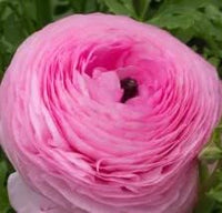Light rosa ranunculus samen blume samen for anpflanzung hardy variety heirloom & gmo free samen for home garten 
 
 sale for anpflanzung in home garten