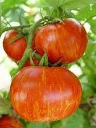Striped tomato aussaat gemüse samen