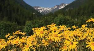 Heirloom arnica montana blume samen for anpflanzung seasonal bloomer heirloom & gmo free samen for home garten 
 
 sale for anpflanzung in home garten