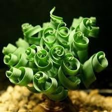 Tortilis spiral blume samen for anpflanzung sun loving heirloom & gmo free samen for home garten 
 
 sale samen for home garten anpflanzung