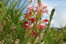 Rot gaura blume samen for anpflanzung - wildflower mix, heirloom & gmo free samen for home garten
 
 sale samen for anpflanzung in home garten