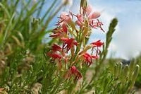 Rot gaura blume samen for anpflanzung - wildflower mix, heirloom & gmo free samen for home garten
 
 sale samen for anpflanzung in home garten