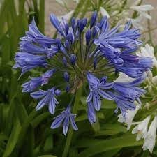 Agapanthus africanus blume samen for anpflanzung - shade tolerant, heirloom & gmo free samen for home garten
 
 sale for anpflanzung in home garten.