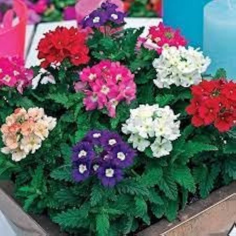 Verbena obsession perennial blume samen for vibrant blooms