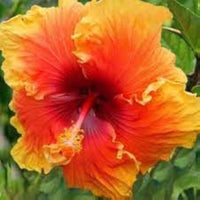 Gelb Orange Hibiskus Blumensamen – Anzucht Traditionssorte & ohne Gentechnik Samen Hausgarten