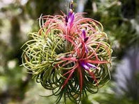 Tillandsia blume samen for anpflanzung - shade tolerant, heirloom & gmo free samen for home garten
 
 sale samen for anpflanzung in home garten