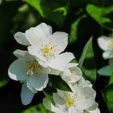 Philadelphus coronarius blume samen for anpflanzung - perfect for borders, heirloom & gmo free samen for home garten
 
 sale samen for anpflanzung in home garten