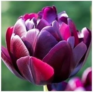 Deep lila tulip blume samen for anpflanzung bright blooms heirloom & gmo free samen for home garten 
 
 sale for anpflanzung in home garten