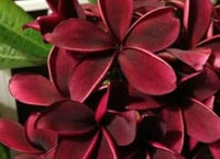 Frangipani blume samen for anpflanzung - perfect for borders, heirloom & gmo free samen for home garten
 
 sale for anpflanzung in home garten.