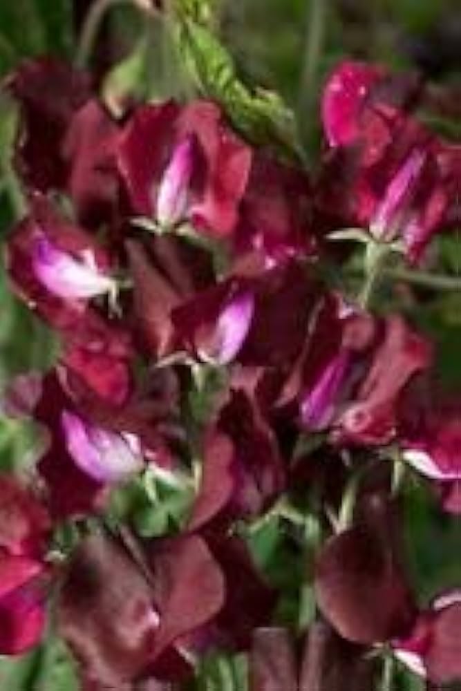 Wicke Winter Elegance Bordeaux – elegant kletternd Blumensamen