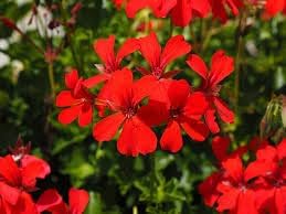 Geranium blume samen for anpflanzung - hardy variety, heirloom & gmo free samen for home garten
 
 sale for anpflanzung in home garten