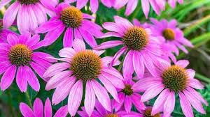 Coneflower samen for anpflanzung seasonal bloomer heirloom & gmo free samen for home garten 
 
 sale for anpflanzung in home garten