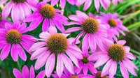 Coneflower samen for anpflanzung seasonal bloomer heirloom & gmo free samen for home garten 
 
 sale for anpflanzung in home garten