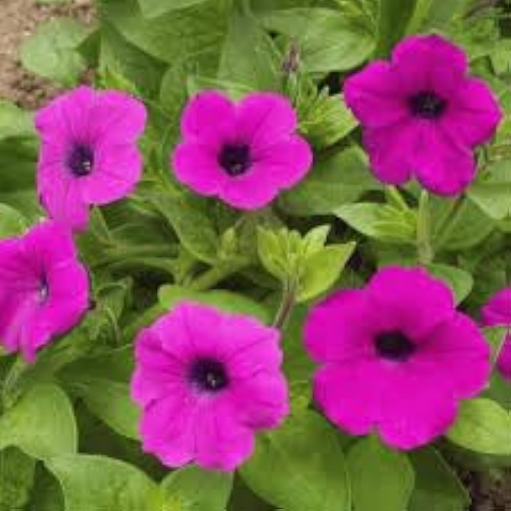 lila Petunie Samen selten Petunie Blume Blüten