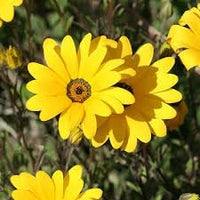 Dimorphotheca blume samen for anpflanzung - bright blooms, heirloom & gmo free samen for home garten
 
 sale samen for anpflanzung in home garten