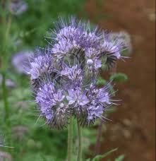 Phacelia blume samen for anpflanzung vibrant colors heirloom & gmo free samen for home garten 
 
 sale for anpflanzung in home garten