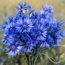 Heirloom cornflower samen for anpflanzung cottage garten essential heirloom & gmo free samen for home garten 
 
 sale for anpflanzung in home garten