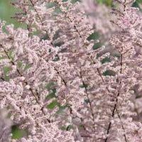 Tamarix blume samen for anpflanzung - garten favorite, heirloom & gmo free samen for home garten
 
 sale samen for anpflanzung in home garten