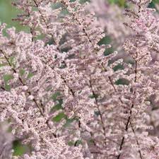 Tamarix blume samen for anpflanzung - garten favorite, heirloom & gmo free samen for home garten
 
 sale samen for anpflanzung in home garten