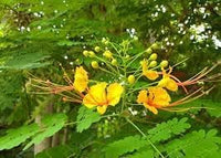 Caesalpinia blume samen for anpflanzung - vibrant colors, heirloom & gmo free samen for home garten
 
 sale for anpflanzung in home garten.