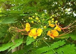 Caesalpinia blume samen for anpflanzung - vibrant colors, heirloom & gmo free samen for home garten
 
 sale for anpflanzung in home garten.