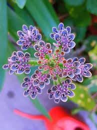 Kalanchoe blume samen for anpflanzung - cottage garten essential, heirloom & gmo free samen for home garten
 
 sale for anpflanzung in home garten.
