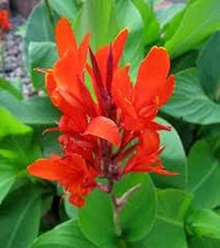 Tall canna lily blume samen for anpflanzung - sun loving, heirloom & gmo free samen for home garten
 
 sale samen for home garten