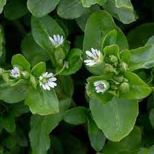 Chickweed blume samen for anpflanzung - bright blooms, heirloom & gmo free samen for home garten
 
 sale samen for home garten