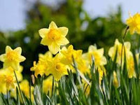 Daffodils blume samen for anpflanzung - low maintenance, heirloom & gmo free samen for home garten
 
 sale samen for home garten