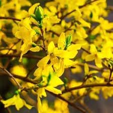 Forsythia blume samen for anpflanzung - hardy variety, heirloom & gmo free samen for home garten
 
 sale samen for home garten